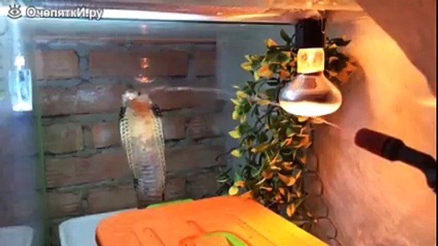 Реакция кобры на струю воды