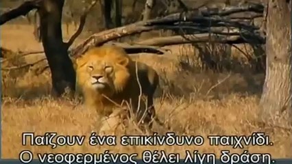 Mira el ataque de estos leones contra los guepardos