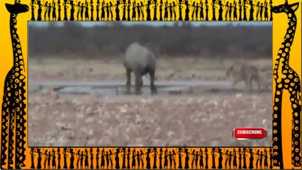 Big Battle Animals Real Fight - Animal fighting,Lion vs Rhino !!!