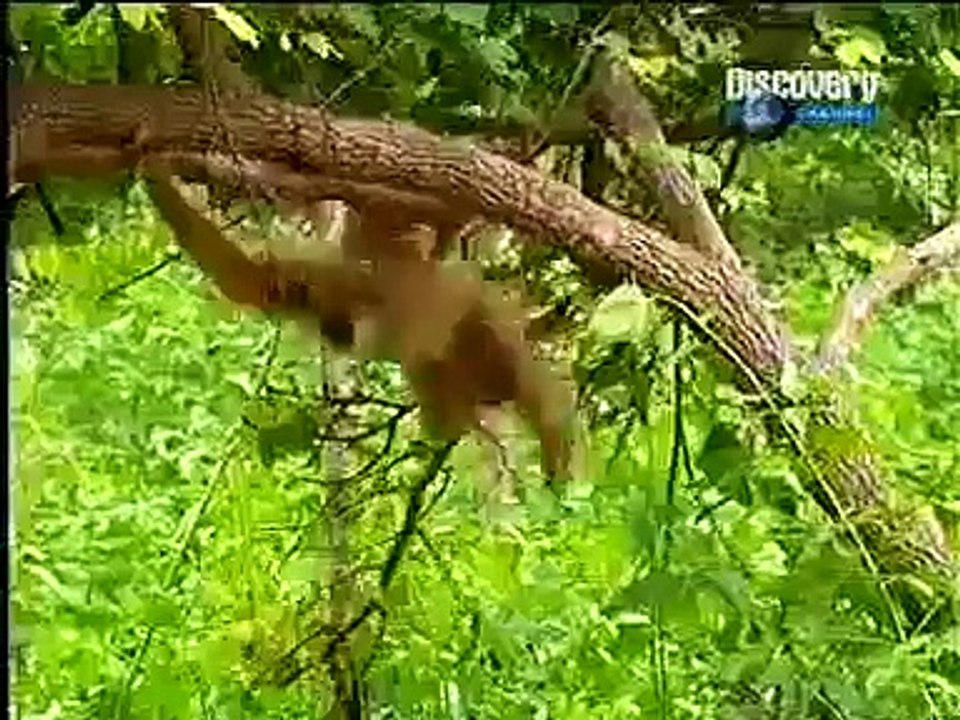 monkey disturbing cheetah