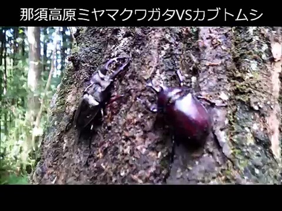 那須高原ミヤマクワガタVSカブトムシ
