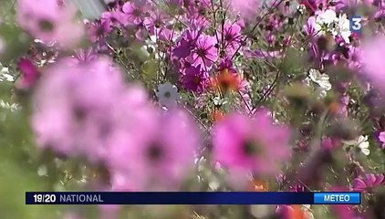 Les abeilles et les fleurs profitent de la météo