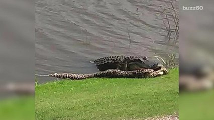 Alligator and python fight on Florida golf course