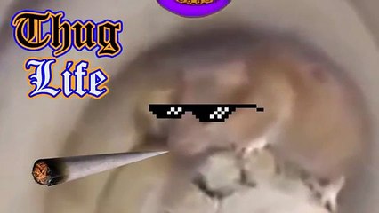 Thug Life -  Best Thug life conpilation Episode 21 - Funny videos 2015