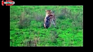 biggest wild animal fights compilation _ animal attacks video