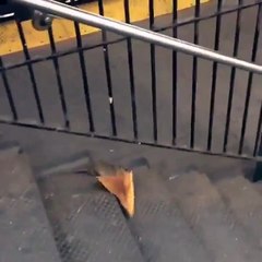 Master Splinter headed off to feed