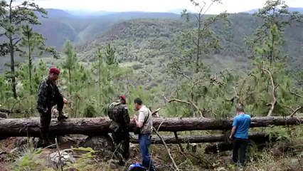 Expertos forestales contra un insecto en Honduras