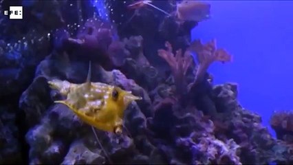Este es el acuario más grande de Europa