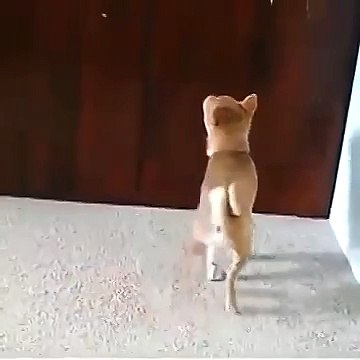 Собака сломалась