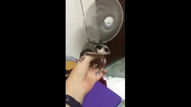 Тренажер для полета на дому