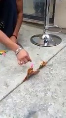 Funny Hen Lays Golden Egg