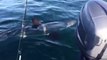 Great White Shark Chomps on Boat