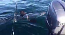 Great White Shark Chomps on Boat