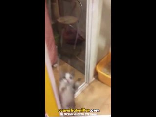 Kapatıldığı Yerden Çıkartılması İçin Şirinlik Yapan Minik Kedi