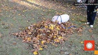 ADORABLE- Willow the Mini Pig Encounters Pile of Fall Leaves for the First Time -