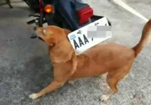 Family Dog Uses Motorcycle as Back Scratcher