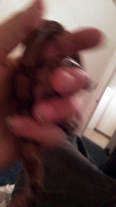 6 month Super salmon Columbian Red Tail boa