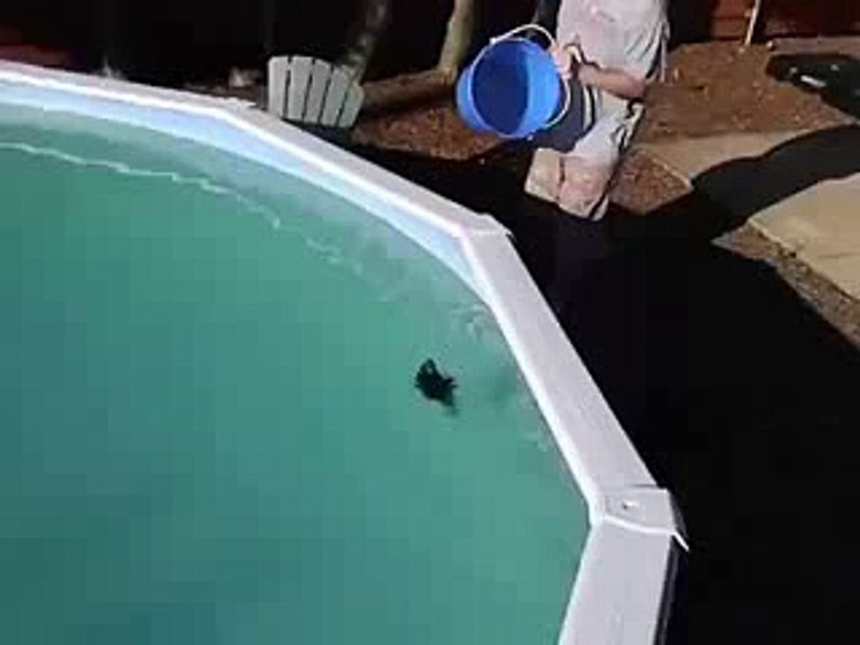Squirrel rescue from drowning - YouTube