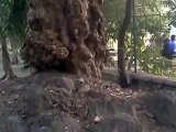 OMG desi couple having,jungle me mungle must watch amazing video