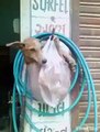 Dog in Shopping Bag Whatsapp Video