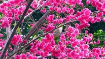 Cutest little birds | Most Beautiful Pink Cherry Blossom Flower