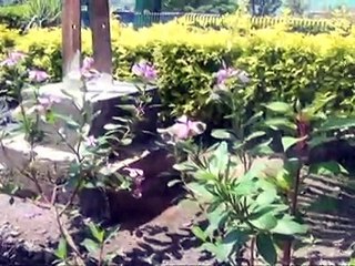 Sajjad Ali Kashmiri hindko song 03425573877