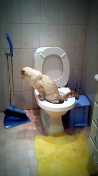 Кот смывает за собой