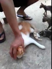 Funny Cat And Rat Bhagam Bhag