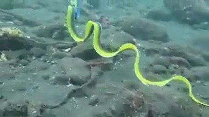 peterpecchia@yahoo.com