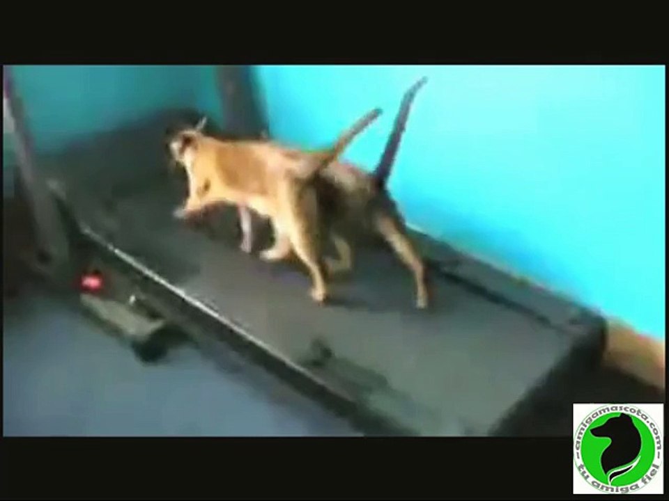 Funny cats