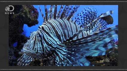 What Does Death Smell Like?