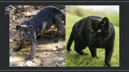 Why Can’t Different Species Mate With Each Other?