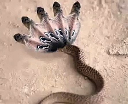 Proof of five headed Snake ALLAH KA MOJZA the Miracle