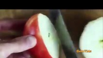 How to cut apple in different beautiful shapes amazing