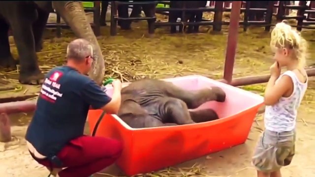 Vidéos drôles uniques rire pisser