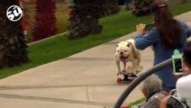 A bulldog breaking a skateboarding world record