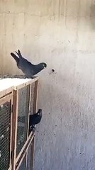 Pigeon in slow motion  Heavenly take flip