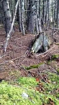 Cette forêt respire, se gonfle et se dégonfle! Forêt hantée?