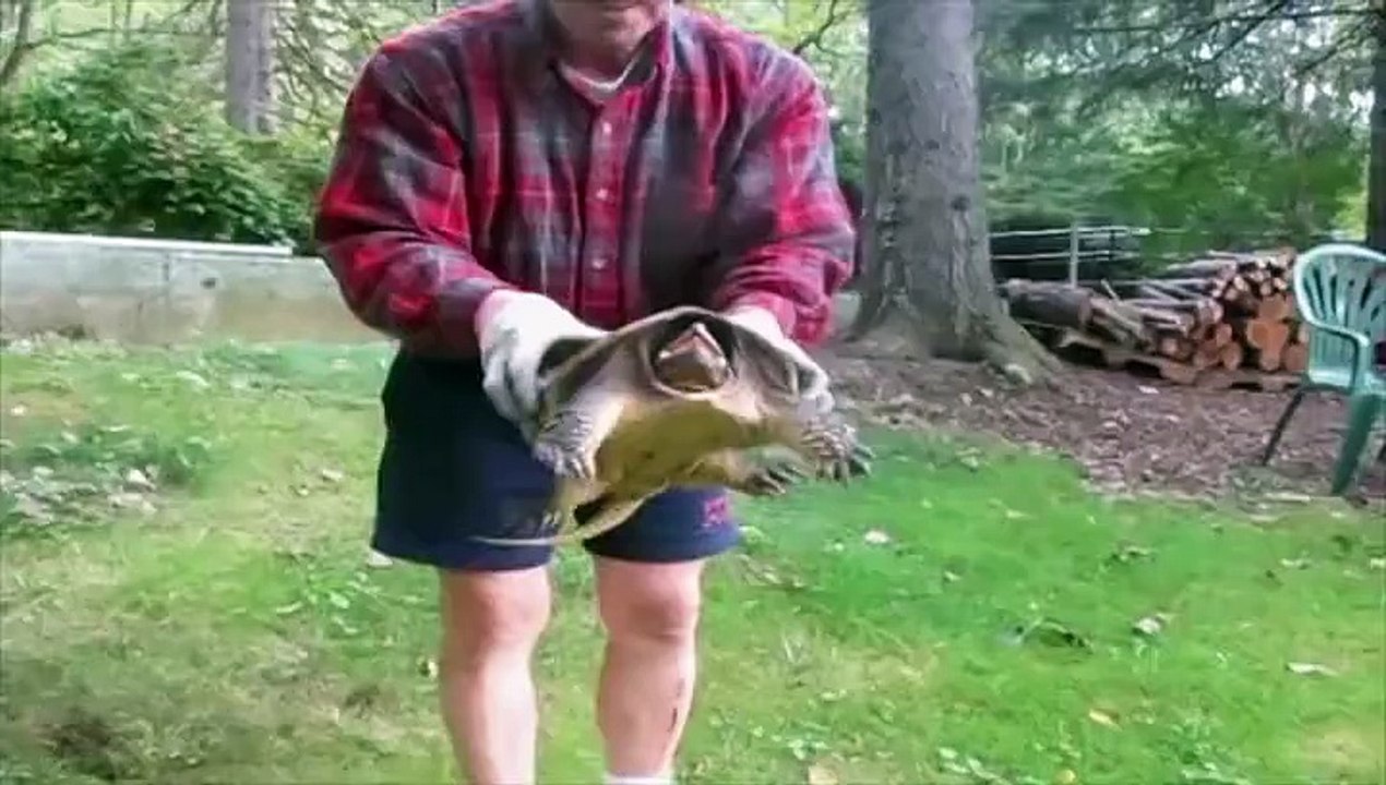 Snapping Turtle Reaches Out and Bites Man -
