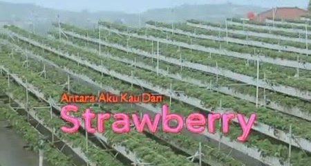 Antara Aku Kau Dan Strawberry 1/2 | bioskop-ftv