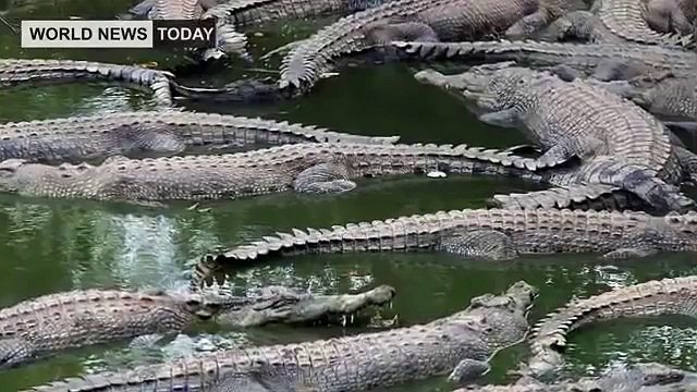 Indonesia drugs Crocodiles 'to guard death row prisons'