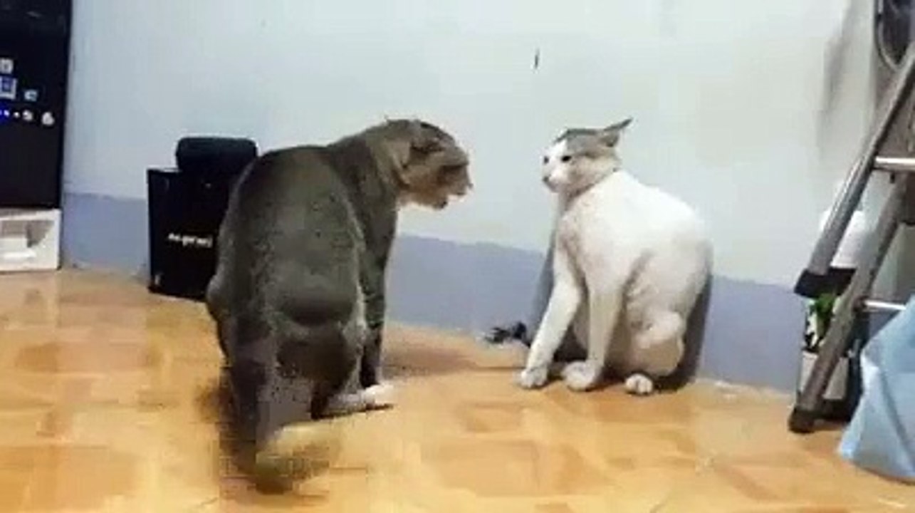 aamir cats