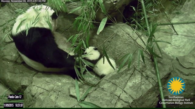 Les premiers pas de Bei Bei, le bébé panda du zoo de Washington