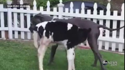 Voici Goliath, un adorable veau qui se prend pour un chien.