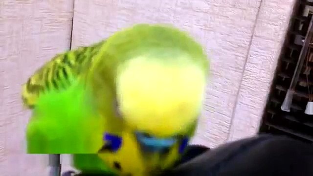 Говорящий попугай читает стих ПРИКОЛ