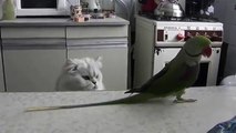 Parrot shakes its tail to the cat. Cat and Parrot