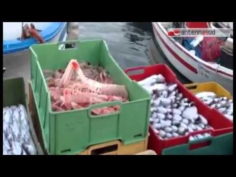Tg Antenna Sud - Torna in tavola pesce fresco