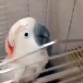 Kisses and tickling. Cool parrot in shock