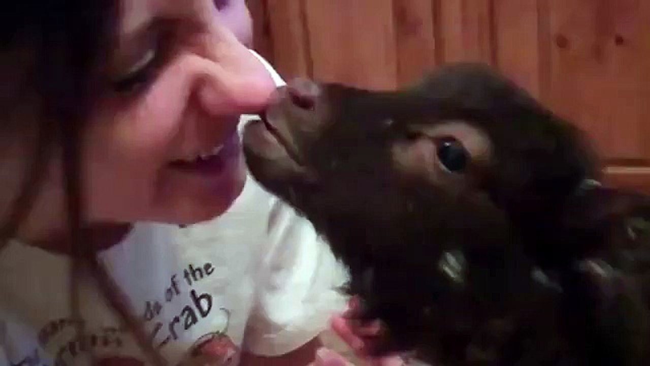 Baiser agneau. Drôle moutons embrasser une fille