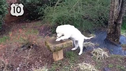 Diversão com cães. Cão engraçado e engraçado